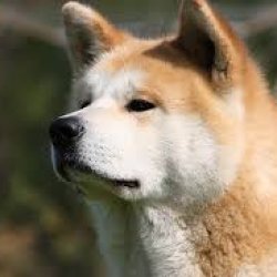 Akita